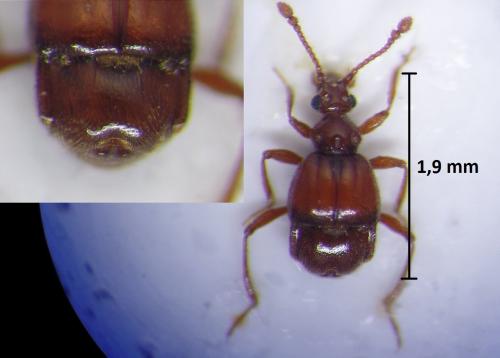 Brachygluta sinuata